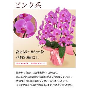 産地直送! リーフさんの 胡蝶蘭 コチョウラン...の詳細画像5