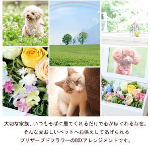 ペットのお供え アンシェール お供え プリザー...の詳細画像2