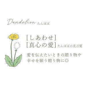 ドライフラワー ふわふわたんぽぽミニボトル 枯...の詳細画像3