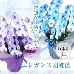 エレガンス胡蝶蘭 5本立ち ブルーorパープル 染めコチョウラン 青 開店 開業 新築 ギフト おしゃれ バレンタイン