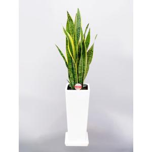 現品 観葉植物 アロエ ディコトマ 8号鉢 大型 多肉植物 大株 aloe