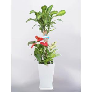 観葉植物 寄せ植え ドラセナマッサンゲアナ 幸福...の商品画像
