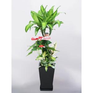 観葉植物 寄せ植え ドラセナマッサンゲアナ 幸...の詳細画像1