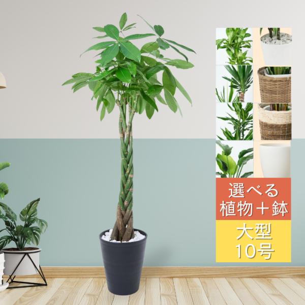 観葉植物 大型 パキラアクアティカ 発財樹 10号黒丸鉢 受け皿付 約150cm 開店 開業 新築 ...