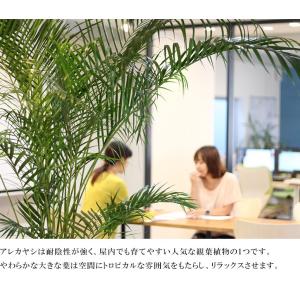 大人気 観葉植物 大型 アレカヤシ 10号鉢 ...の詳細画像1