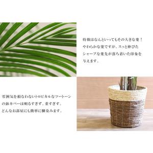 大人気 観葉植物 大型 アレカヤシ 10号鉢 ...の詳細画像2