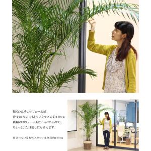 大人気 観葉植物 大型 アレカヤシ 10号鉢 ...の詳細画像3