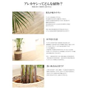 大人気 観葉植物 大型 アレカヤシ 10号鉢 ...の詳細画像4