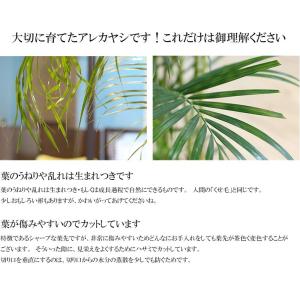 大人気 観葉植物 大型 アレカヤシ 10号鉢 ...の詳細画像5