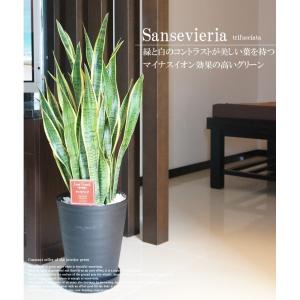 観葉植物 サンスベリア サンセベリア トリファ...の詳細画像1