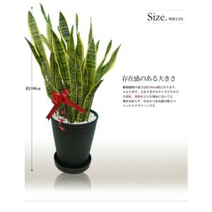 観葉植物 サンスベリア サンセベリア トリファ...の詳細画像2