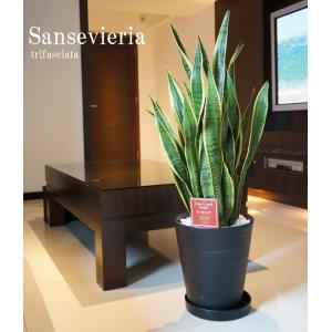 観葉植物 サンスベリア サンセベリア トリファ...の詳細画像3