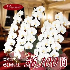 胡蝶蘭 5本立ち 60輪以上保証(蕾含む)コチョウラン 開店 開業 設立 移転 新築 就任各種法人お祝いギフトに 退職 誕生日 豪華