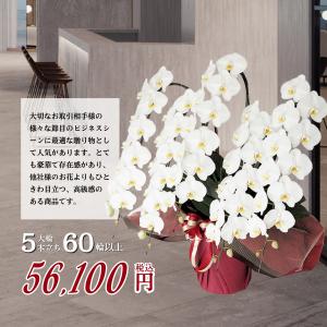 胡蝶蘭 5本立ち 60輪以上保証(蕾含む)コチ...の詳細画像1