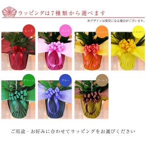 胡蝶蘭 5本立ち 60輪以上保証(蕾含む)コチ...の詳細画像2