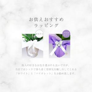 胡蝶蘭 5本立ち 60輪以上保証(蕾含む)コチ...の詳細画像3