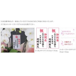 胡蝶蘭 5本立ち 60輪以上保証(蕾含む)コチ...の詳細画像4