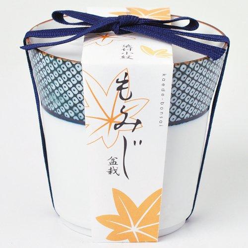聖新陶芸　染付小紋盆栽栽培セット　GD452−03　もみじ ハンズ