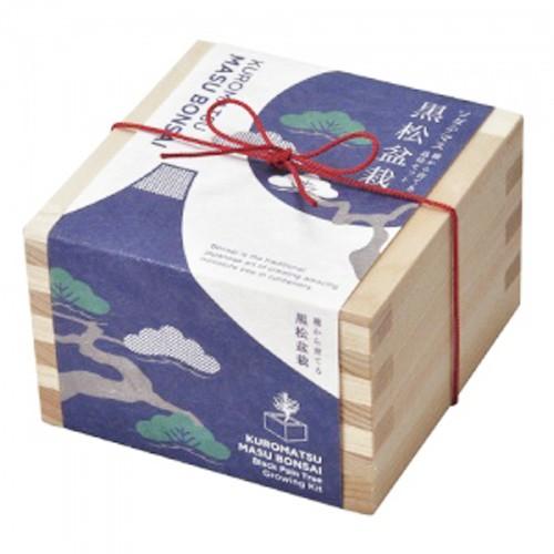 聖新陶芸　ソダテマス　盆栽栽培セット　黒松　GD−846−01 ハンズ