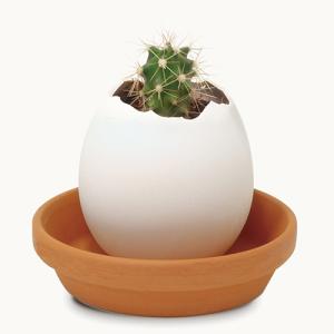 聖新陶芸 エッグリングクリアパッケージカクタス...の詳細画像1