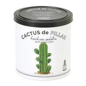 聖新陶芸　カクタスdeカクタス　柱サボテン ハンズ