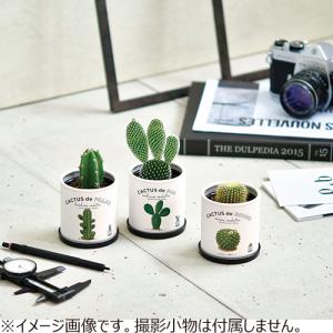 聖新陶芸 カクタスdeカクタス 柱サボテン ハンズの詳細画像1