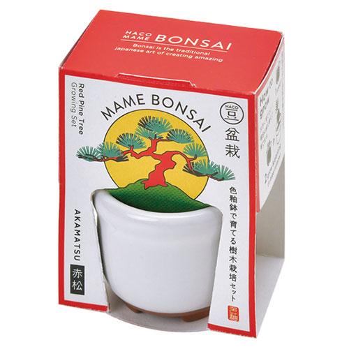 聖新陶芸　HACOMAME盆栽栽培セット　GD965‐2　赤松 ハンズ