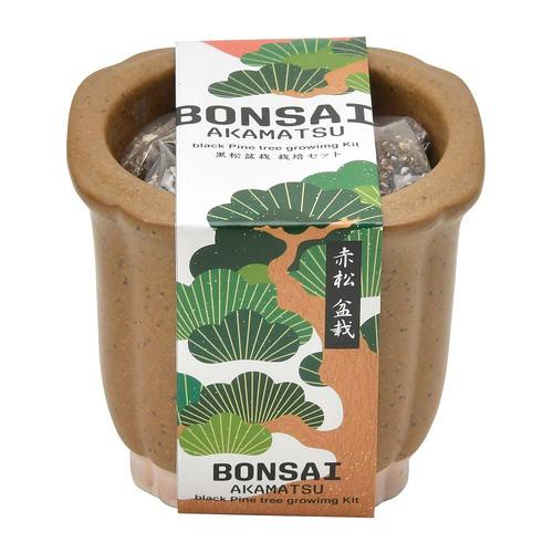 聖新陶芸　TheBONSAI　赤松　GD‐99202 ハンズ