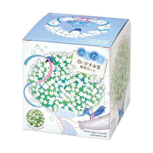 聖新陶芸　ふんわりかすみ草栽培セット　GD1021‐2　白 ハンズ