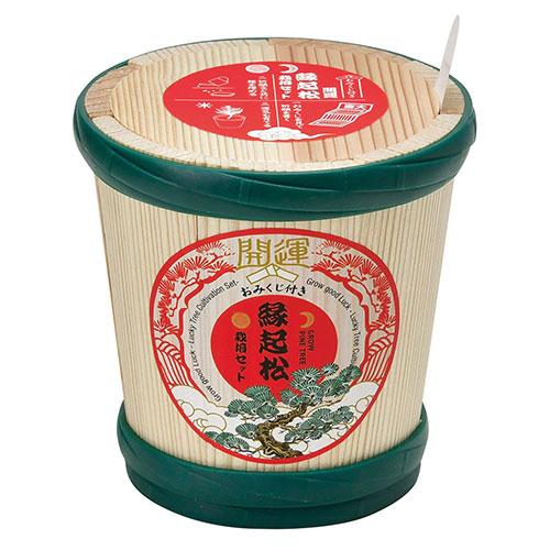 聖新陶芸　縁起松栽培セット　おみくじ付き　GD1023 ハンズ