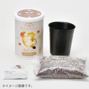 聖新陶芸 育てるフレーバーハーブ GD1025...の詳細画像1