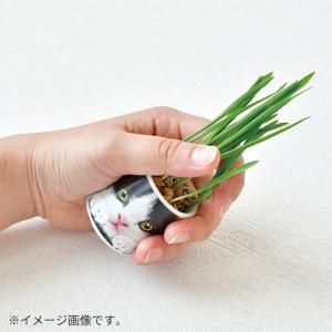 聖新陶芸 おちょこで猫草 GD1029-2 黒...の詳細画像1