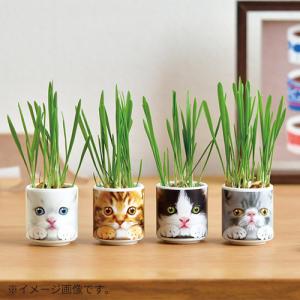 聖新陶芸 おちょこで猫草 GD1029-2 黒...の詳細画像2