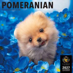 【2027年版・壁掛】　ピクトワン（PICTWAN）　ポメラニアン　L判　L020 ハンズ