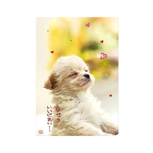 アクティブコーポレーション　チワワポストカード　PN−292 ハンズ