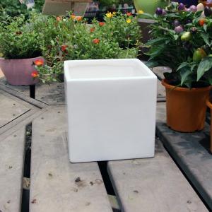 陶器鉢 植木鉢用 皿 キューブ ホワイトポット受け皿 角型 直径