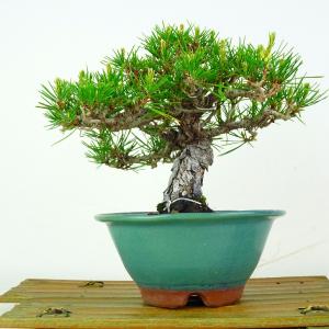 多肉植物：ブルビネ ブルインシー つくし玉*全幅1cm 現品！一品限り