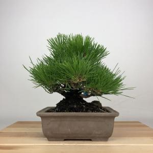 盆栽小鉢：美芸（常滑）六角鬼面足面付鉢 15.5cm*資材 : 遊恵盆栽