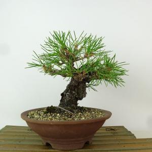 盆栽 特選：皐月(晃山)*現品 サツキ さつき Satsuki bonsai 大品盆栽