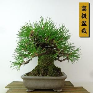 盆栽 松 黒松 樹高 約22cm くろまつ 高級盆栽 Pinus thunbergii クロマツマツ科 常緑針葉樹 観賞用 現品