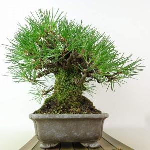 盆栽 松 黒松 樹高 約22cm くろまつ 高...の詳細画像1