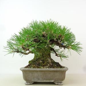 盆栽 松 黒松 樹高 約22cm くろまつ 高...の詳細画像2