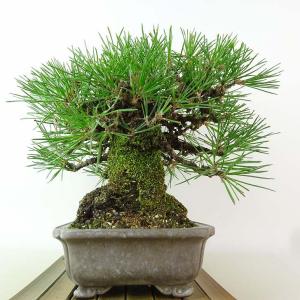 盆栽 松 黒松 樹高 約22cm くろまつ 高...の詳細画像3