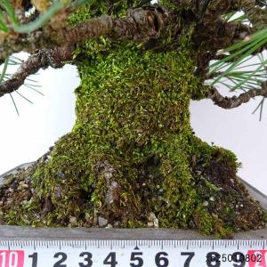 盆栽 松 黒松 樹高 約22cm くろまつ 高...の詳細画像4