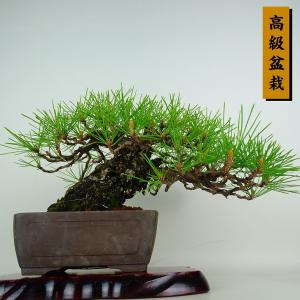 ビナンカズラ　[模様木]　中品盆栽 中品盆栽：美男葛(ビナンカズラ) 現品*びなんかずら Kadsura : 遊恵