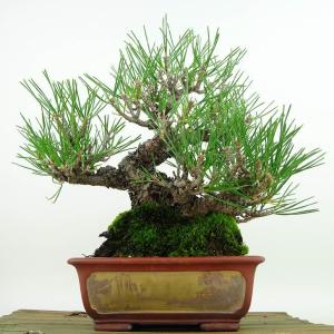 盆栽 松 黒松 樹高 約23cm くろまつ 高...の詳細画像2