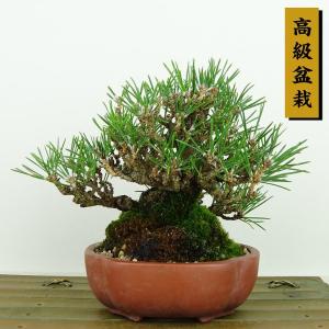 盆栽飾り卓 盆栽飾り台 「小品飾り棚（富士）60型」 箱卓 飾台 席飾り