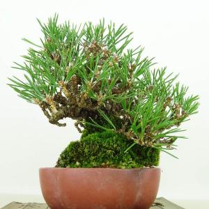 盆栽 松 黒松 樹高 約13cm くろまつ 高...の詳細画像1