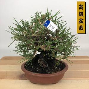盆栽 特選：ネズミモチ（鼠糯） 現品*ねずみもち Ligustrum japonicum