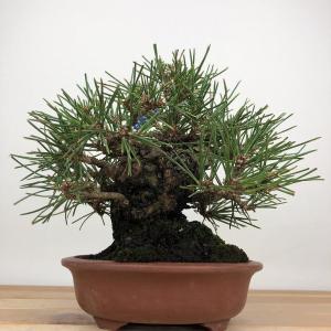 盆栽 松 黒松 樹高 約15cm くろまつ 高...の詳細画像2